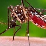 Dengue en Salta: ya hay más de 6.400 casos confirmados