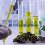 Cannabis medicinal: los inusuales usos para los que se aprobaron los tratamientos, según un relevamiento