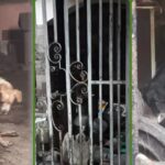 Suman reclamos por animales abandonados en la zona sur: ‘’los perros se comen entre ellos’’